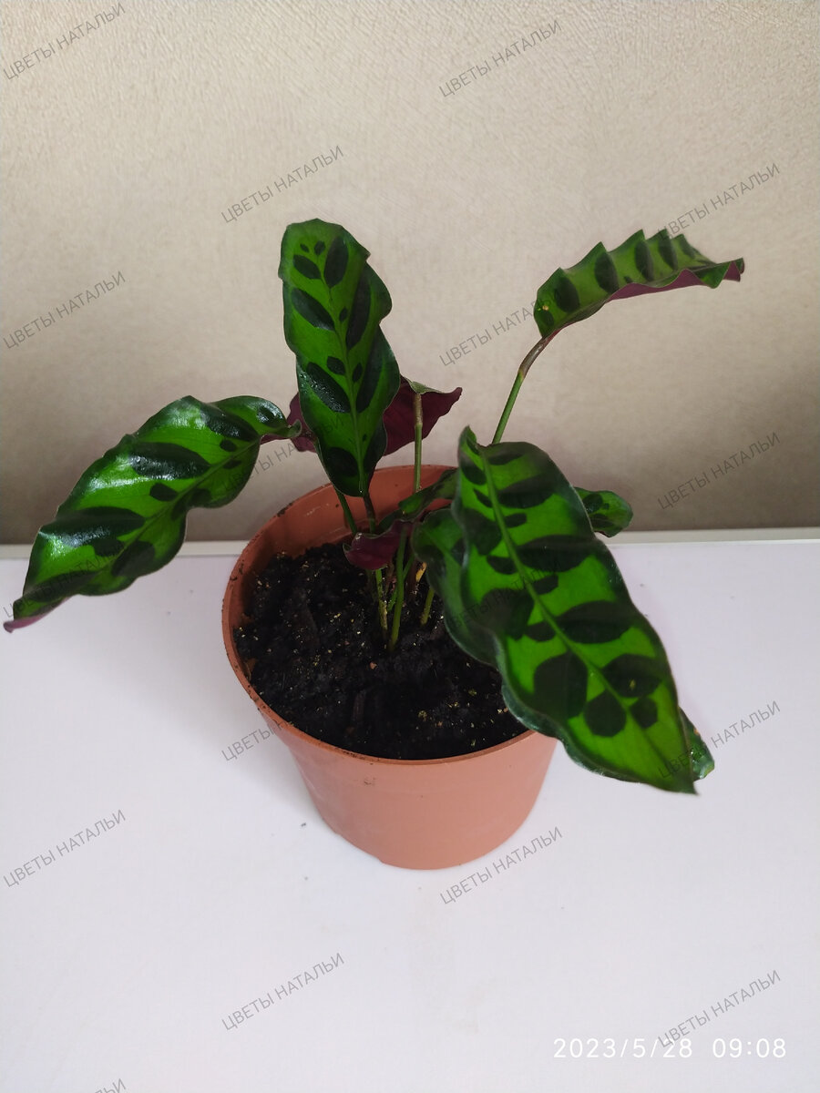 Calathea Lancifolia (калатея Лансифолия - Ланцетолистная) днем.