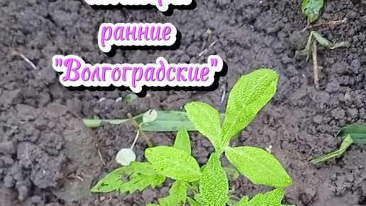 Дневник Елены Премудрой. | Волгоградские, ранние помидоры. Без теплицы ...