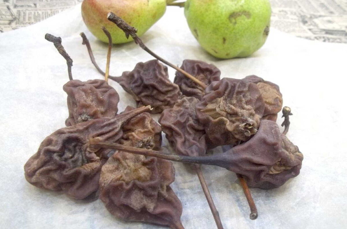 Источник: Успешная дача, https://uspeh-dacha.ru/valenye-grusi-5-lucsih-receptov-prigotovlenia-v-domasnih-usloviah/