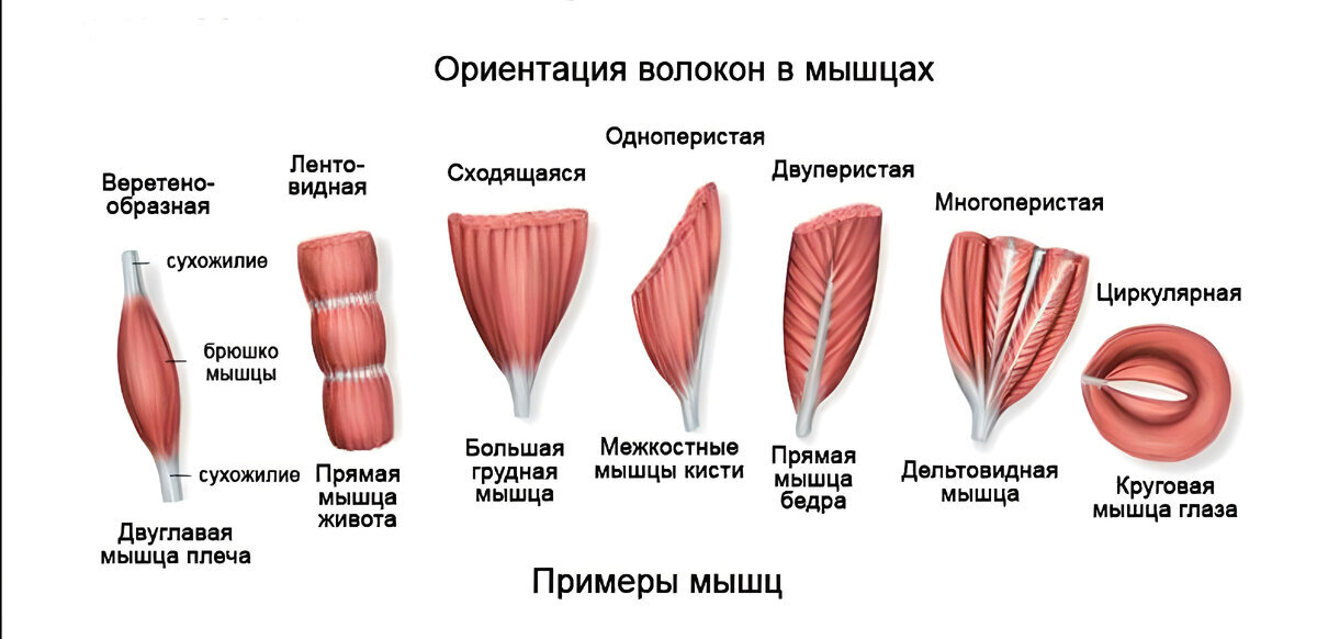 Прямая мышца где. Классификация мышц человека по направлению волокон. Классификация скелетных мышц по направлению волокон. Виды мышц по направлению мышечных волокон. Классификация мышц по форме по направлению волокон.