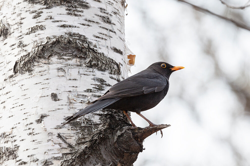 самец черного дрозда