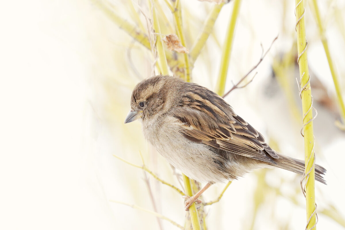 Самка домОвого воробья