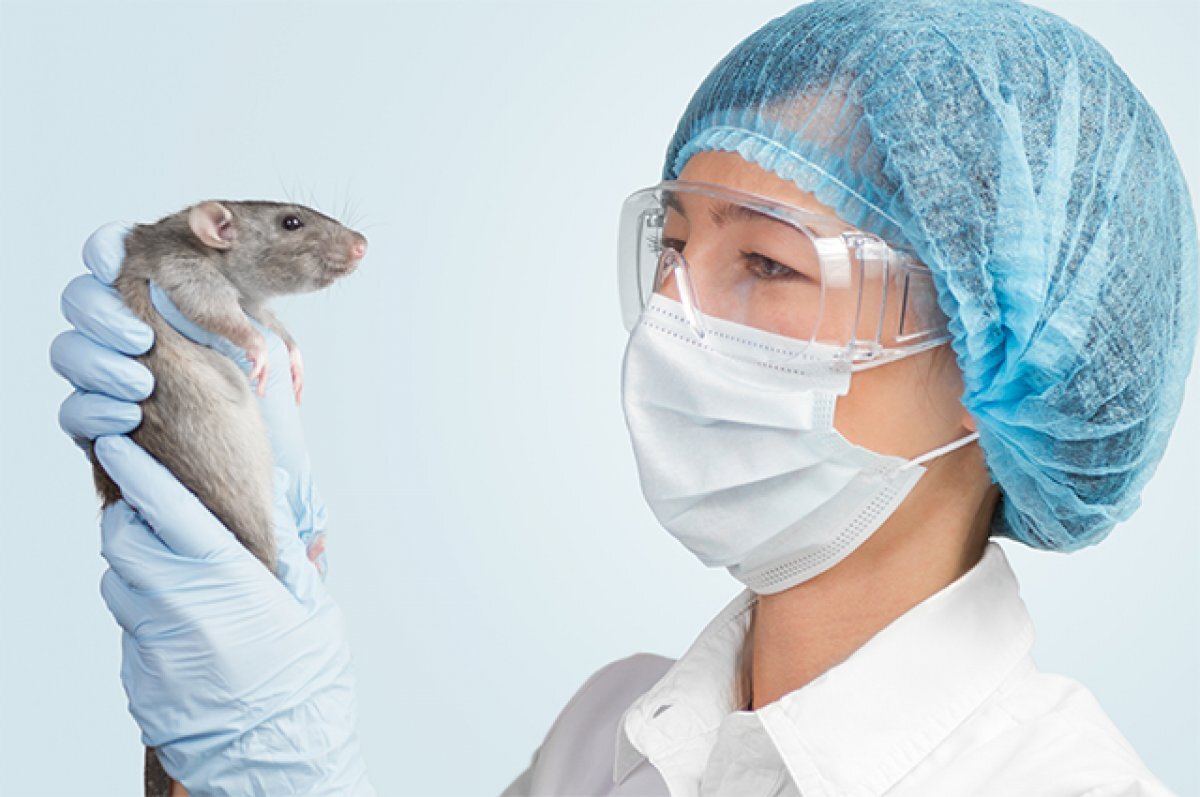    Серый нюх. Российские учёные превращают крыс в киборгов