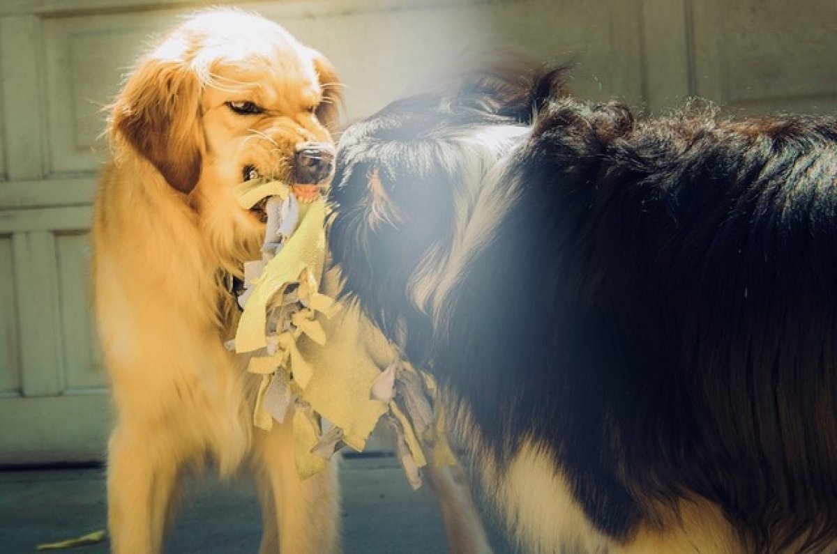    В Индустриальном районе Барнаула ввели карантин из-за бешенства