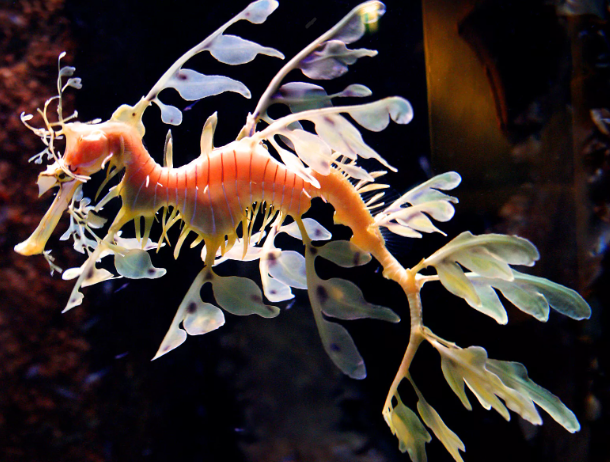 Лиственный морской дракон - это уникальное и загадочное существо, которое обитает в водах Тихого океана. Этот вид драконов получил свое название благодаря своей необычной внешности, напоминающей ветви морских водорослей и растений. Лиственные морские драконы обладают длинным телом, которое может достигать длины до 45 см. Их тела украшены яркими, цветными пятнами, которые защищают их от хищников. Драконы также имеют узкий длинный хвост, который помогает им плавать и маневрировать в воде.
Эти существа обладают способностью к камуфляжу, что позволяет им скрываться под водорослями и не замечаться хищниками. Они также обладают острыми и зубчатыми зубами, которые помогают им защищаться и охотиться на мелких рыб.
