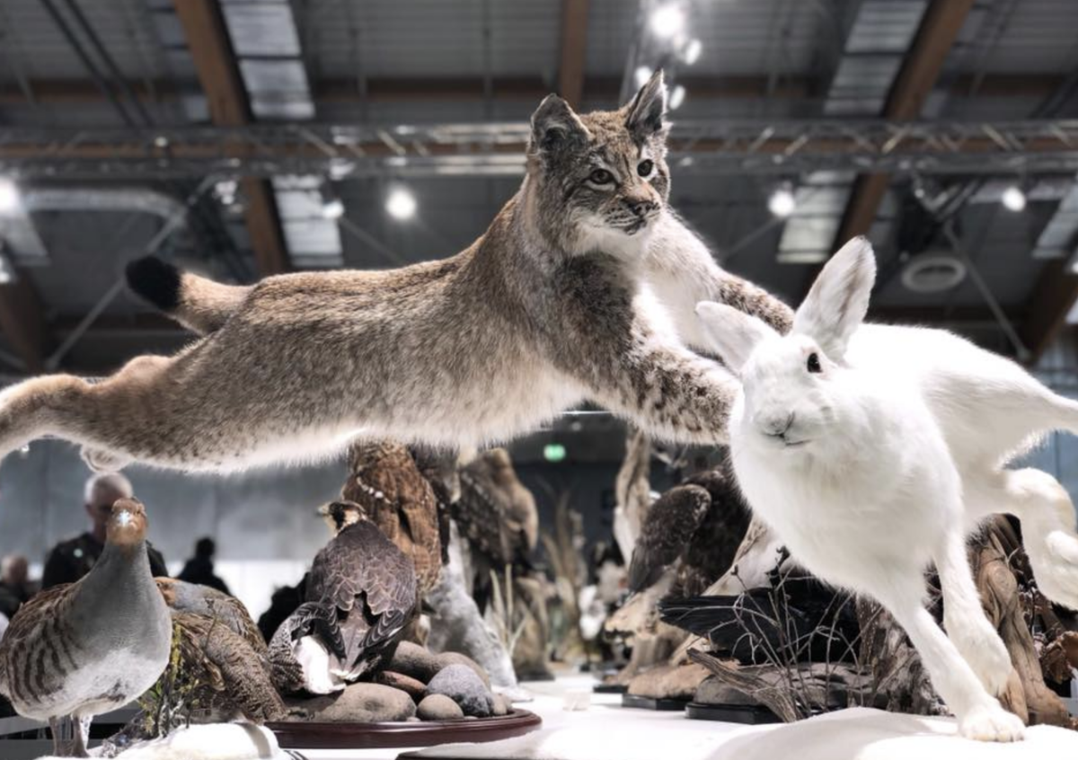 Чучело животного. Как называется профессия делать чучела. Таксидермист профессия. Маттео гарроне таксидермист. Таксидермист профессия.