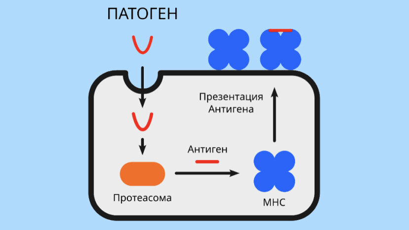     Схема работы комплекса гистосовместимости (MHC) в клетке человека