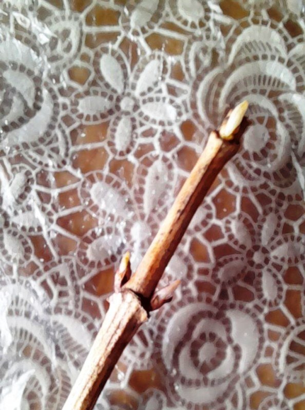 Вот такие черенки у меня были. 