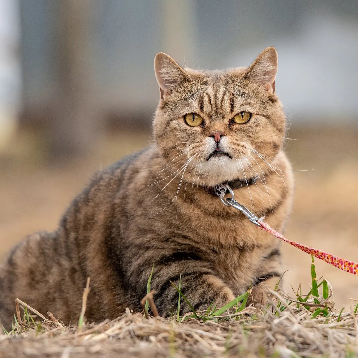 Котики Ирис и Амур в поисках дома🏡😺 | Приют «Lucky собаки» | Дзен