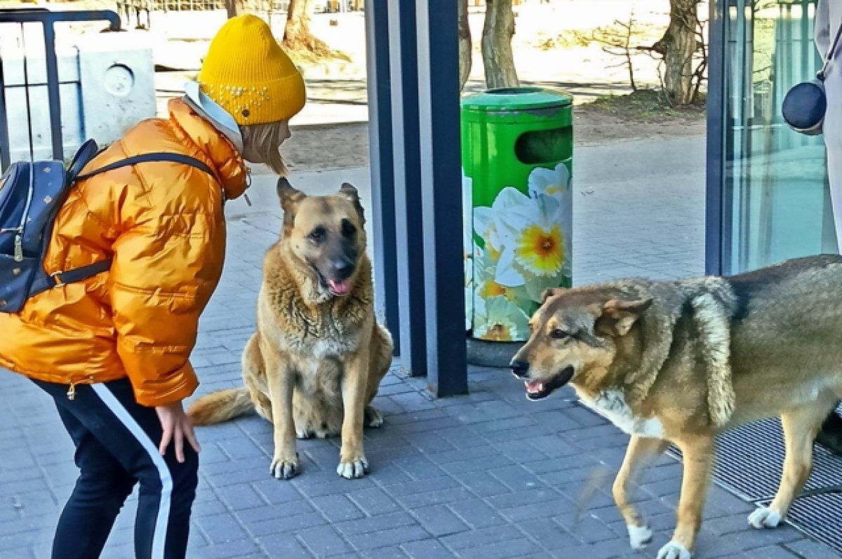    Бездомные псы продолжают терроризировать детский сад в Находке
