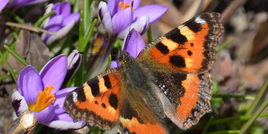    Крокус в Ботаническом саду облюбовали крылатые.Ксения Григорьева