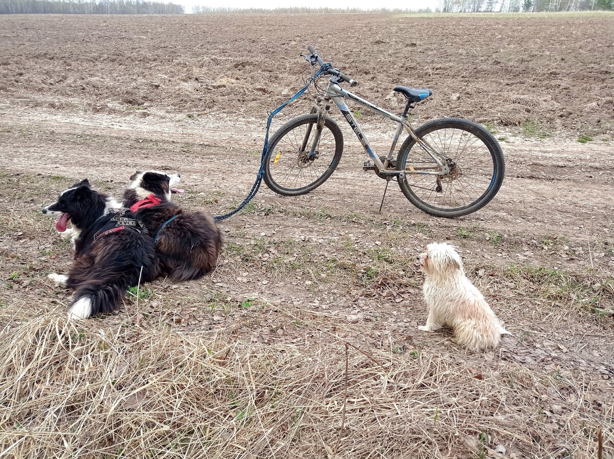 Я не очень люблю ездить с собаками на велосипеде по деревням.
