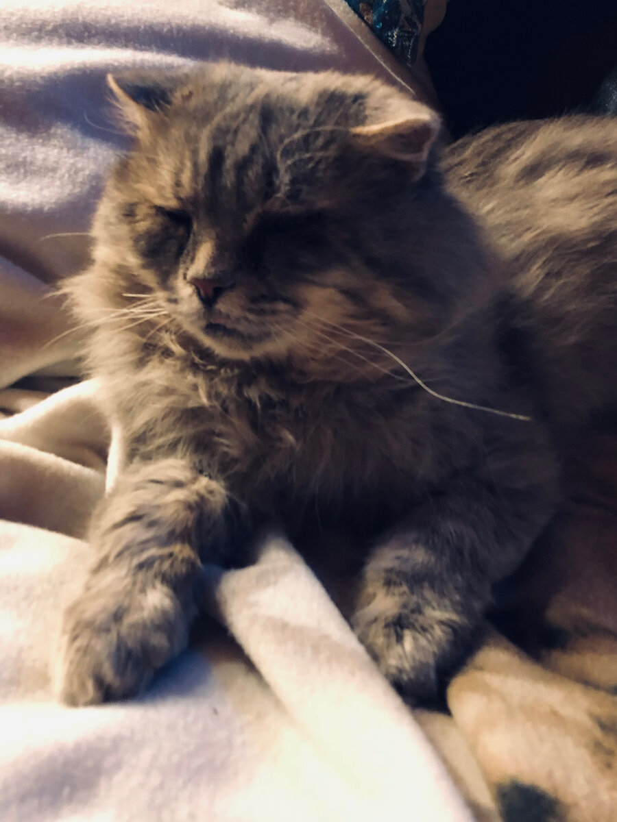 Хозяйка, что ты там опять пишешь? Везде фото автора.