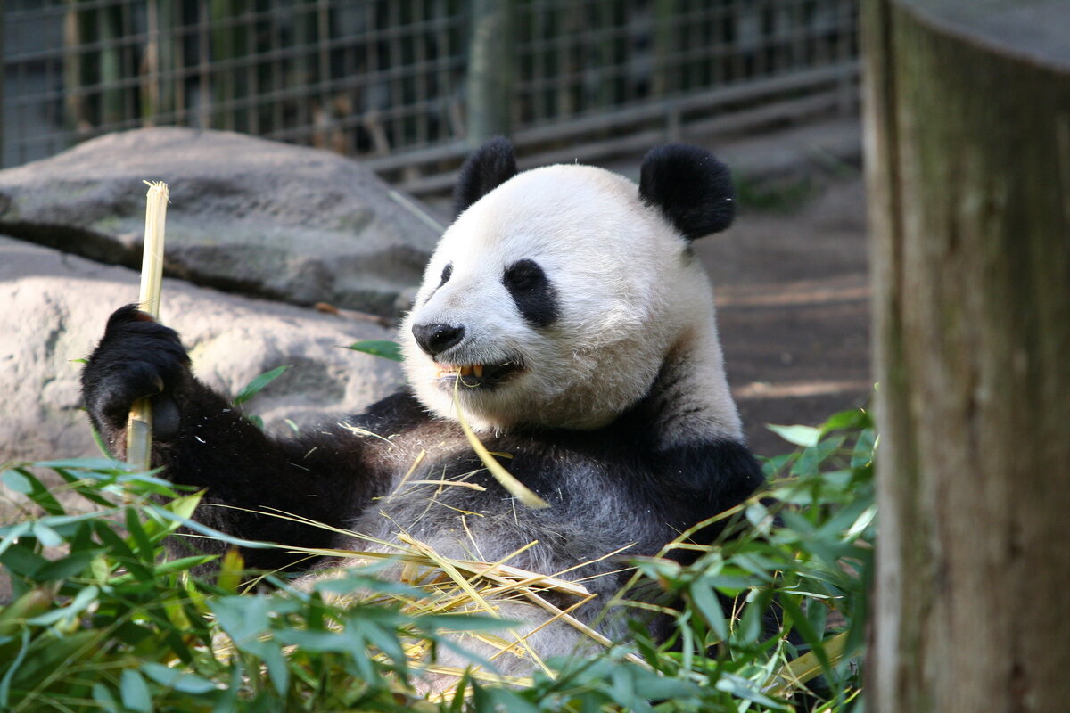 фотография взята из открытого доступа сети интернет / Фото Amy the Nurse ( Flickr.com)