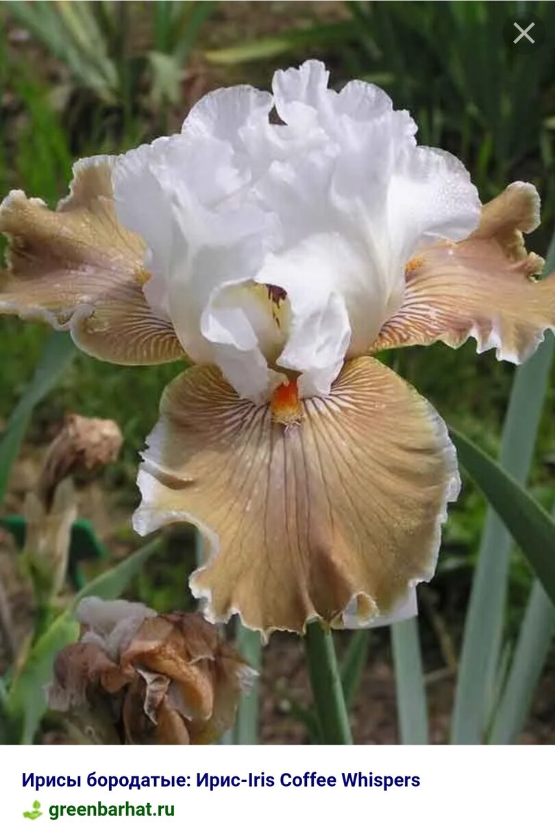 Бесподобные сорта ирисов! | Цветущий мир | Дзен