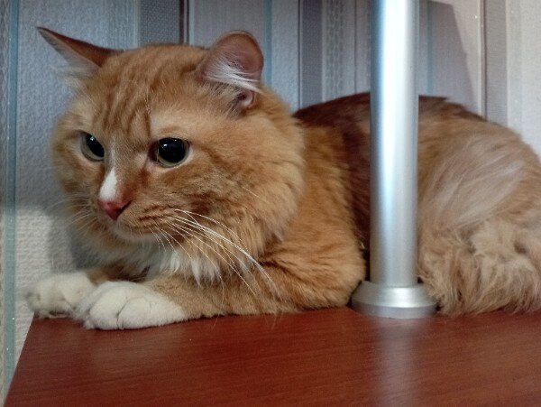 Кот шикарный. Может его ищу, но на наше объявление хозяева не отозвались.