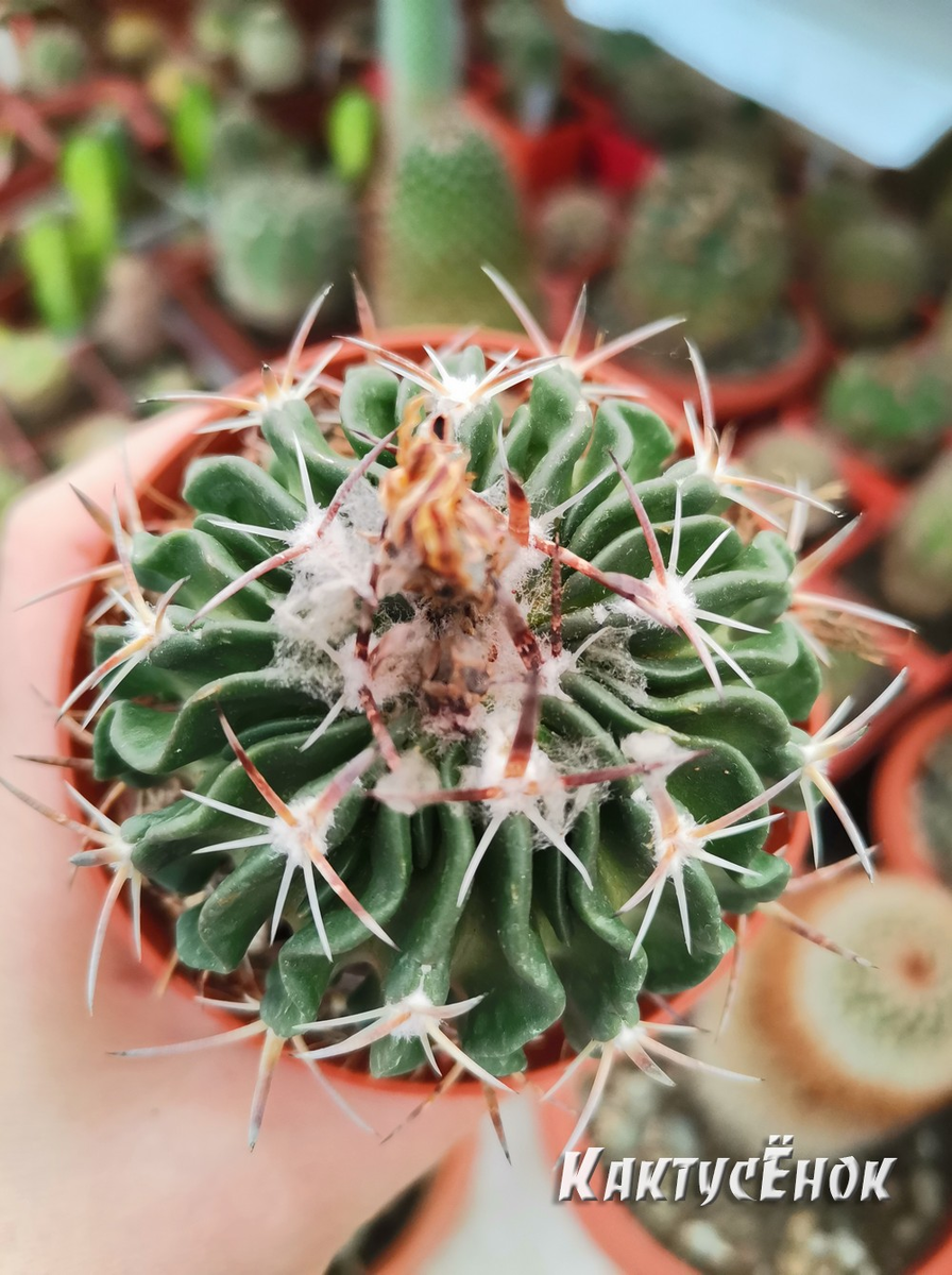 Стенокактус гладиатус (Stenocactus gladiatus). черенок. Высота - 4 см, Диаметр - 6 см, Цена по акции - 1500р. Заказать можно на сайте Кактусёнок. РФ с доставкой по всей России. 
Срок доставки - 10 дней, Фото из питомника Кактусёнок. РФ