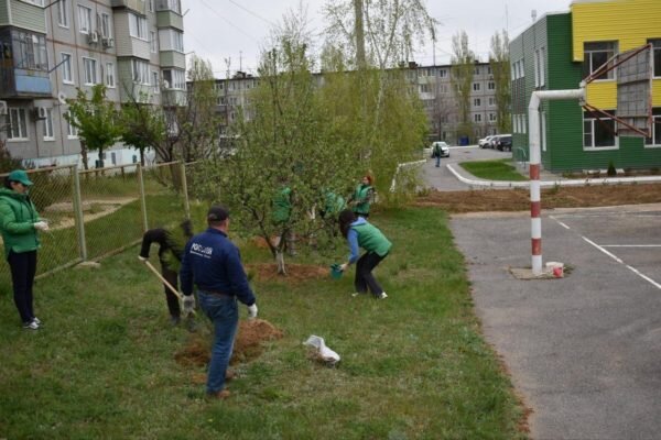    В Камышине «Волонтеры Победы» высадили крымскую сосну (фото пресс-службы администрации Камышина)