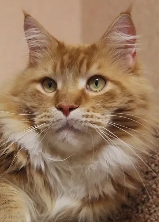 яндекс фото