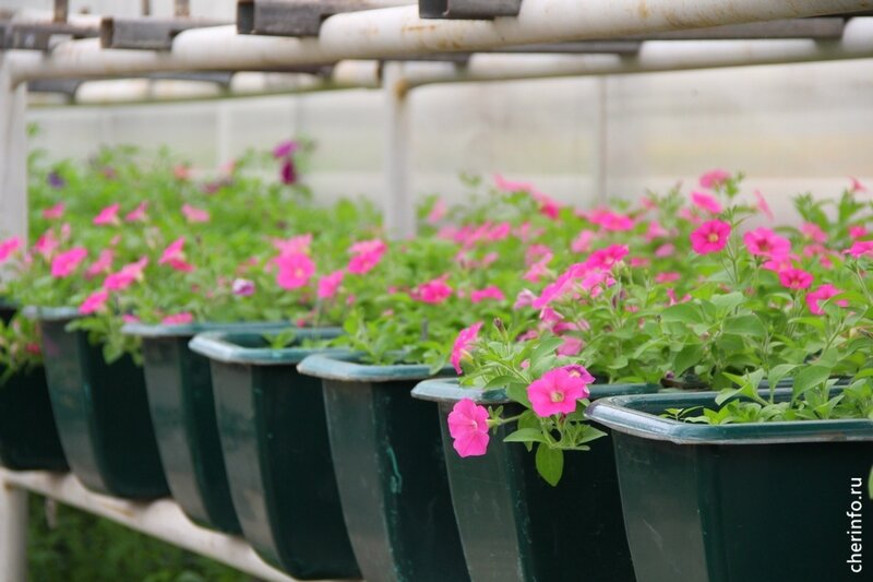    Еще в городе установят больше 190 дуг с кашпо. Об озеленении Череповца на совете предпринимателей под руководством мэра Вадима Германова рассказал заммэра Вадим Ядов.