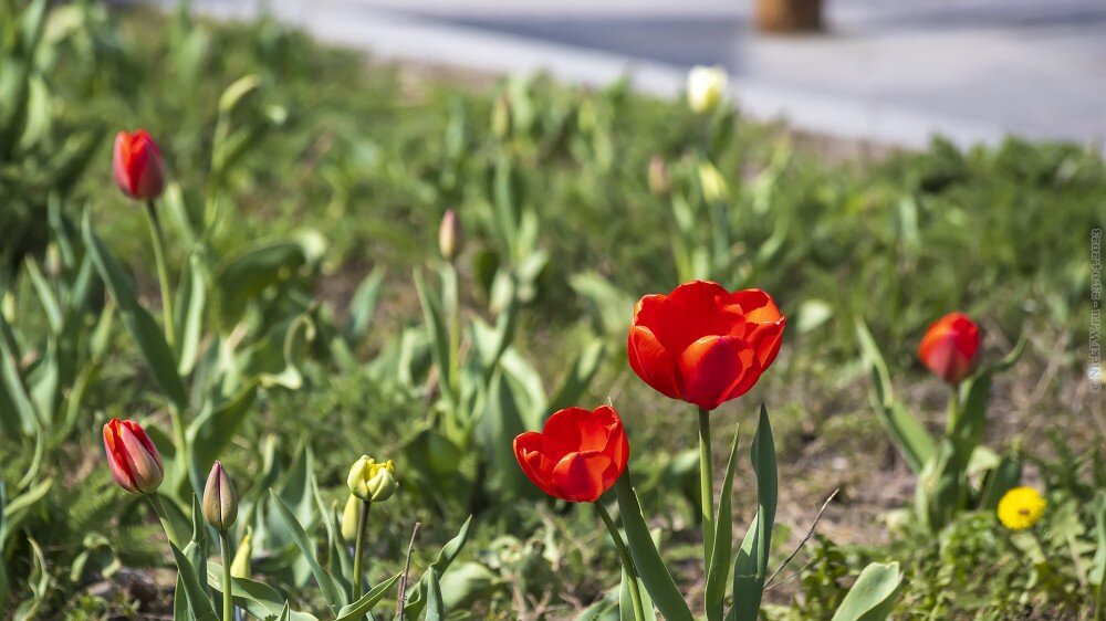 1. Тюльпаны © NickFW.ru — 23.04.2023г.