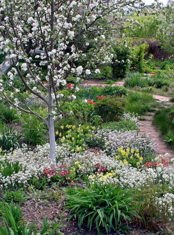 2. Примулы и арабисы под яблоней. В галерее 2 фото, листайте