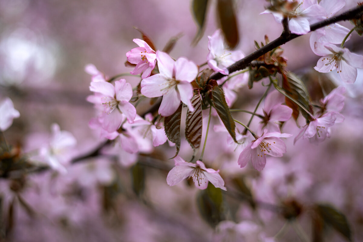 Фото ph_zakharenkova 06.05.2021г. Сакура. Бирюлевский дендропарк