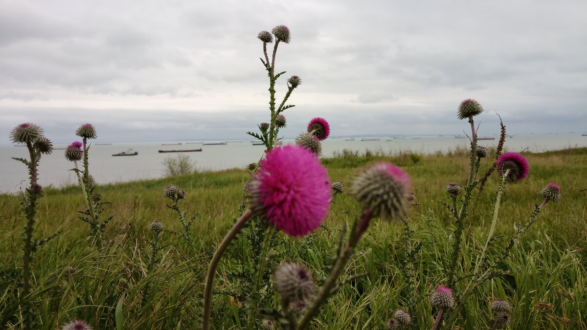 Разговор с маем вдоль тропинки на море | Домик у моря | Дзен