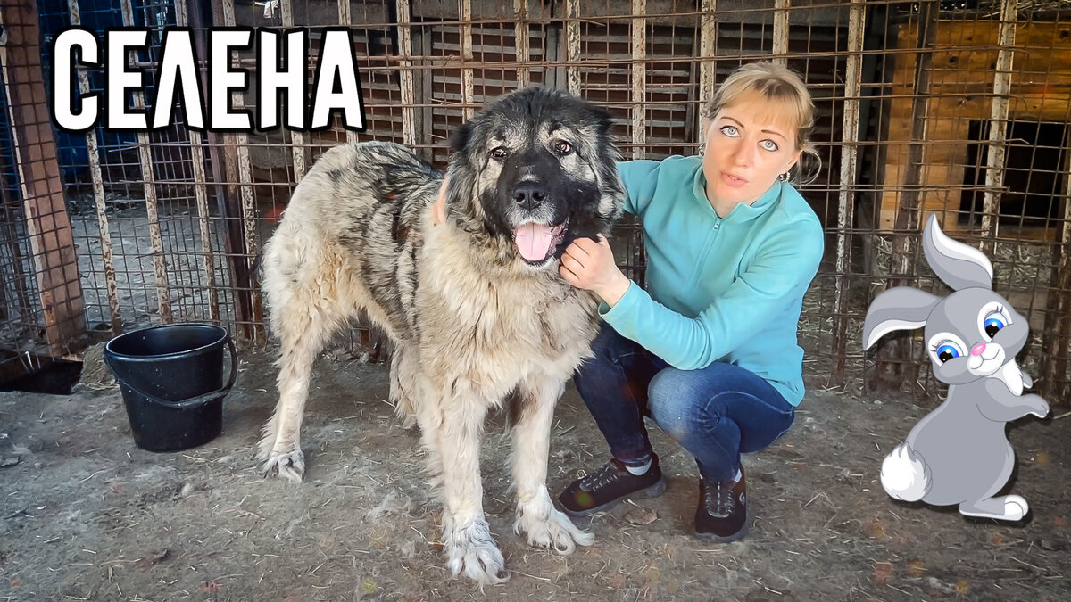 Драконы на выданье: Селена | Dudusik Dog | Дзен