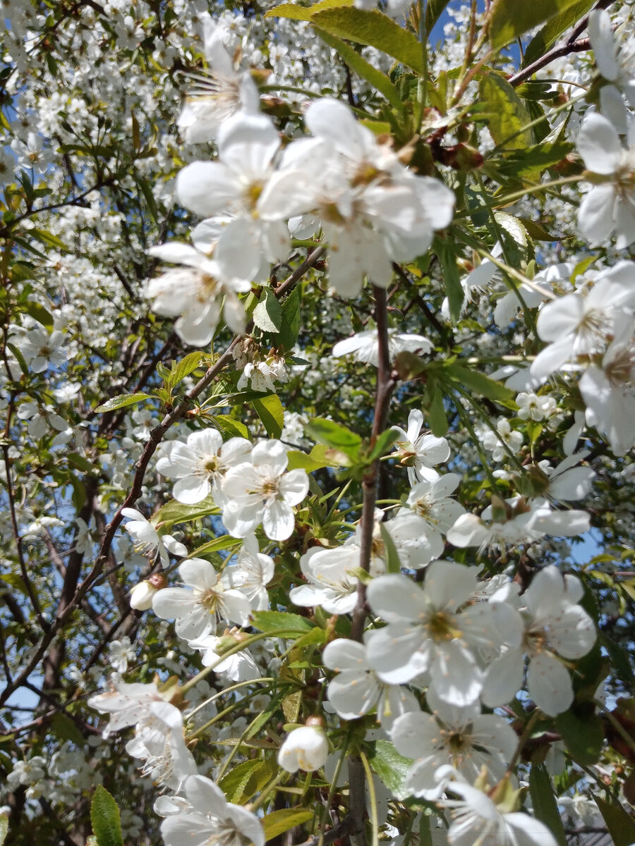 Вишня цветет