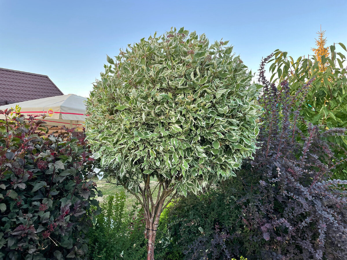 Мой Дёрен в прошлом сезоне. Крона уже очень густая.