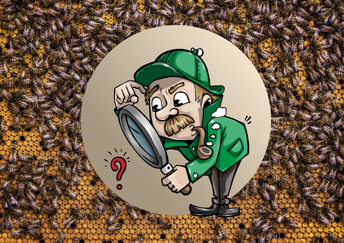 Как быстро найти пчелиную матку