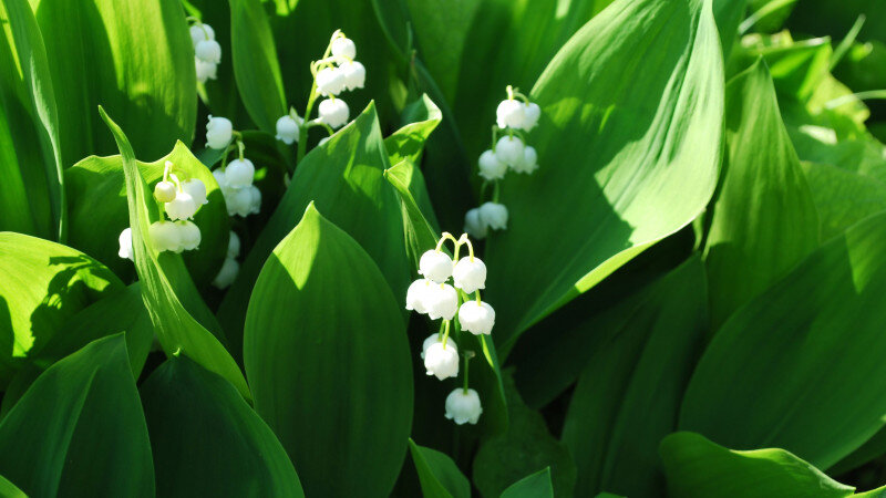     Ландыши. wikimedia.org