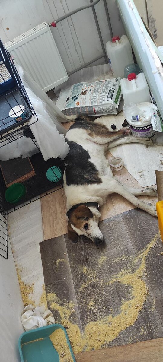 У Бушуя часто бывают приступы вредности, когда он терпит на улице, чтобы рапакостить дома. Но что мы можем сделать? Только любить. 