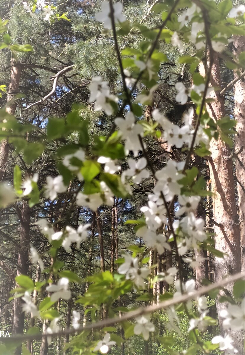 Вишня цветет