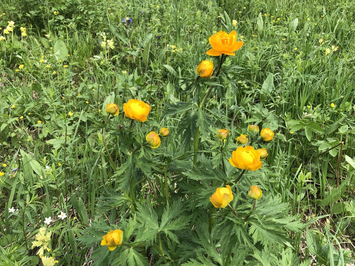 Купальницв на лесной поляне
