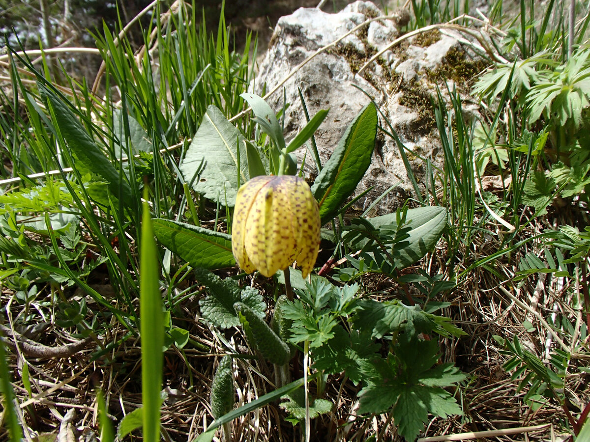 какой-то очень красивый цветок