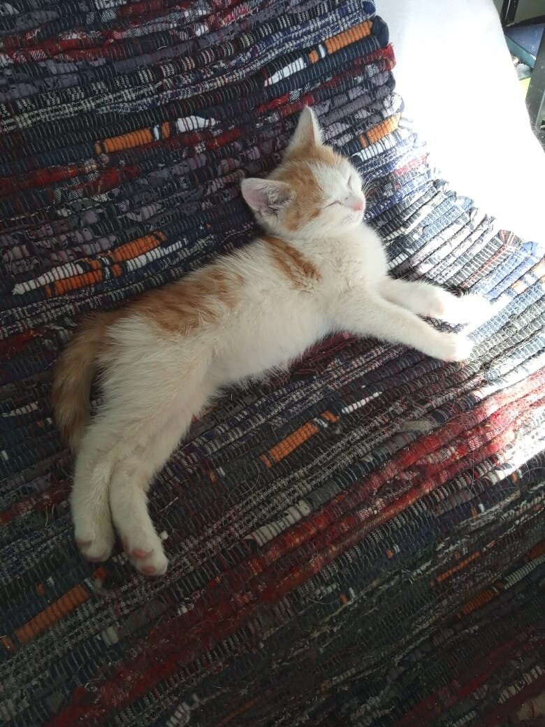 Маленький Тео, сын полка очень хочет домой.))