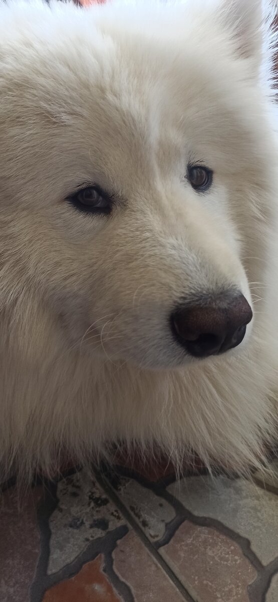 Лежит не весёлый.