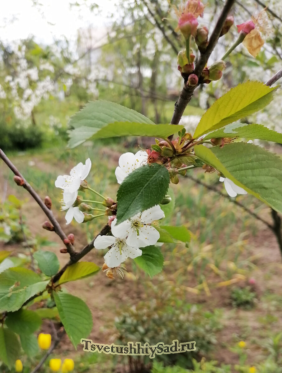 Вишня Василиса.