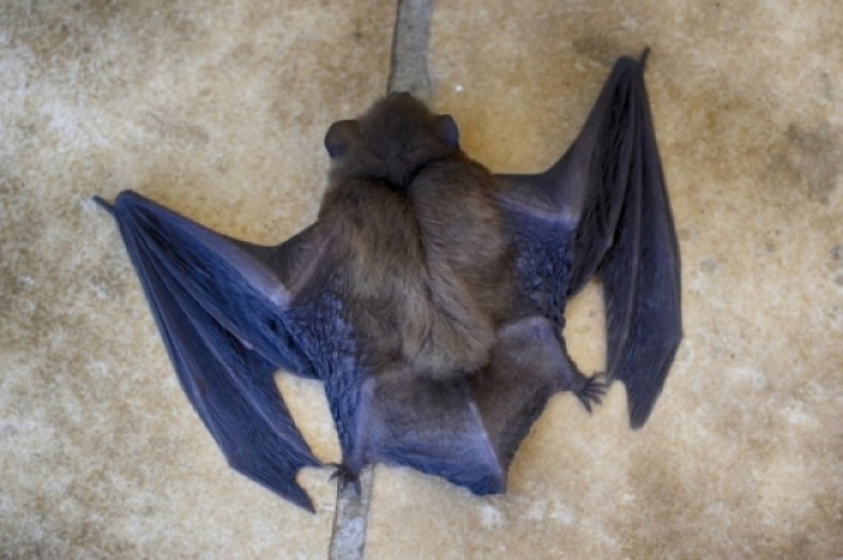   В ЖК «Арсенал» в Перми поселилась летучая мышь