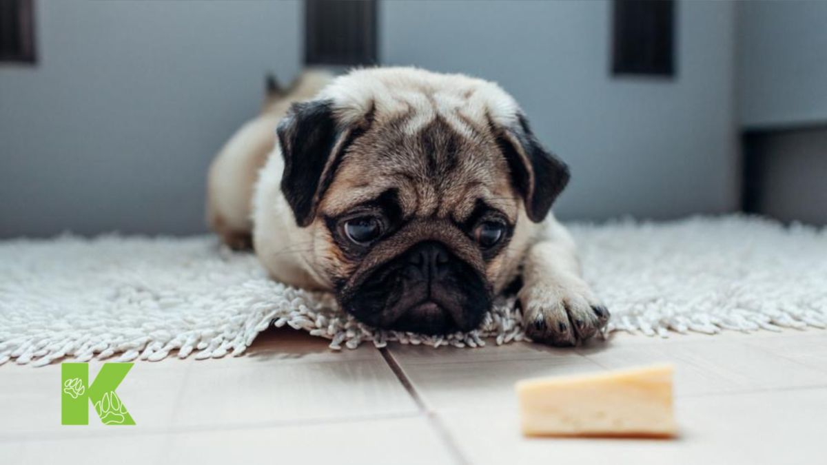 Всегда консультируйтесь с ветеринаром, прежде чем давать собаке какие-либо новые продукты, особенно продукты для людей. То, что может быть хорошо для одной собаки, может не подойти вашей, в зависимости от множества факторов, таких как их возраст, история болезни, состояние здоровья и диета. Собак, находящихся на диете по рецепту, нельзя кормить какой-либо пищей или лакомствами, не входящими в их рацион.