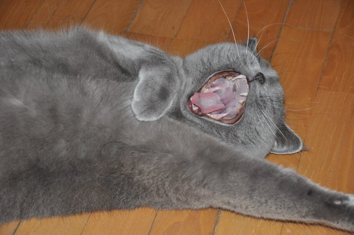 Британский голубой кот. Питомник британских кошек Silvery Snow 