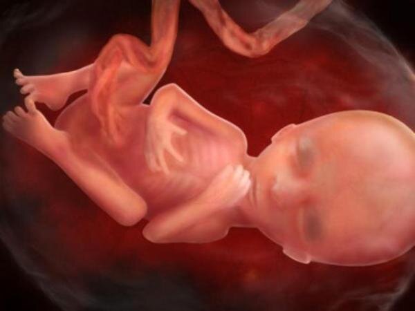 Эмбрион в утробе