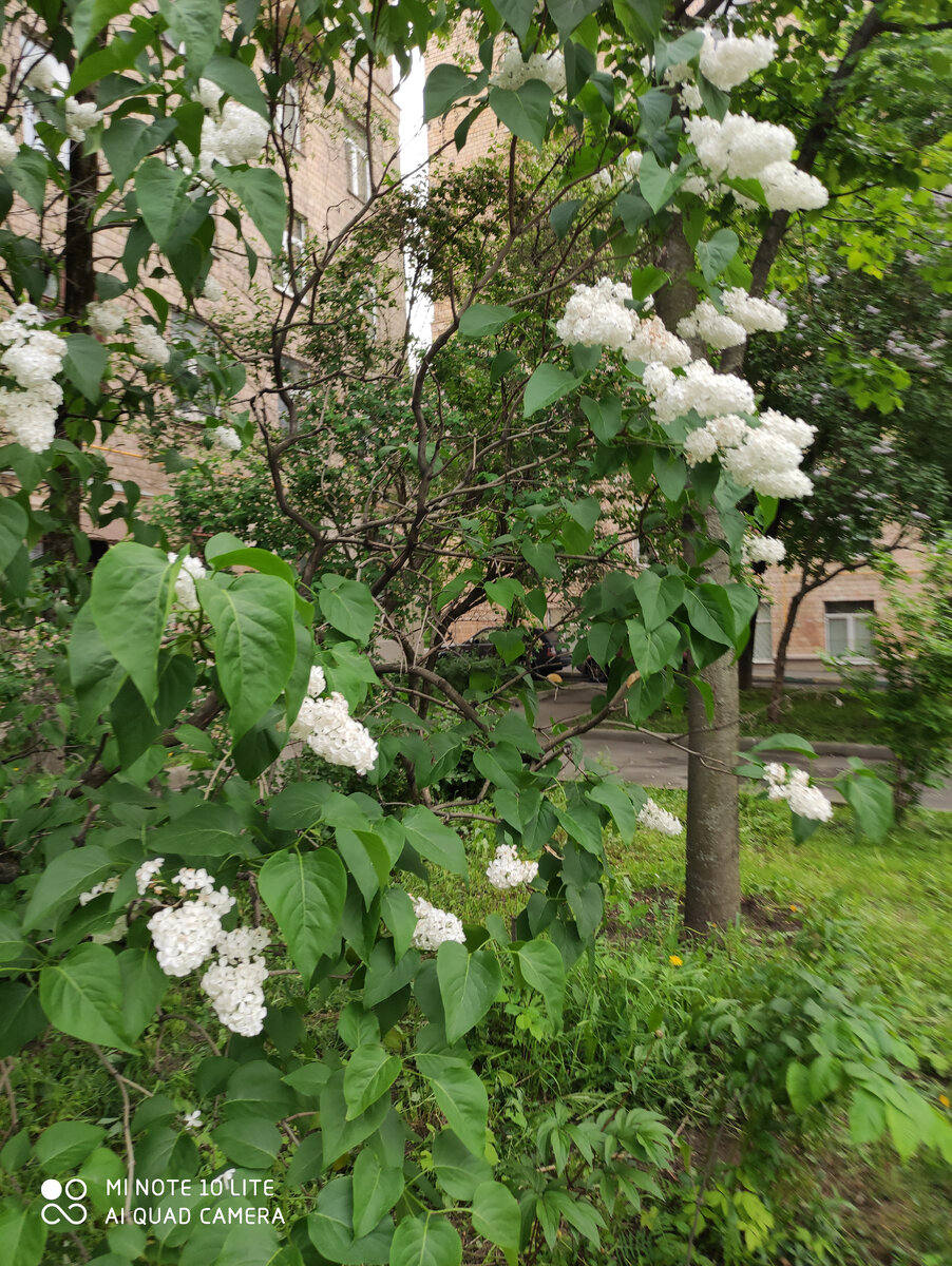 Сегодня белая