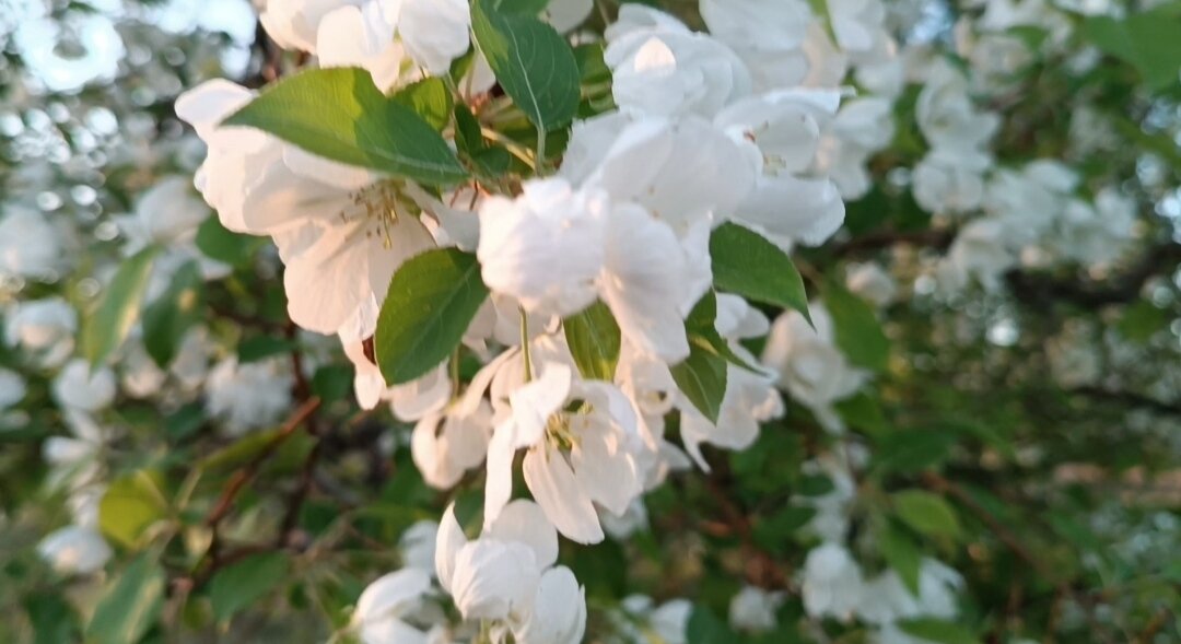 Яблони в цвету