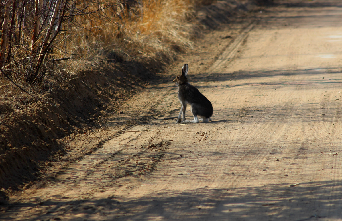 Зайцы уже поменяли белые зимние шубы и, судя по поведению, решили, что полностью сливаются с грунтовой дорогой.