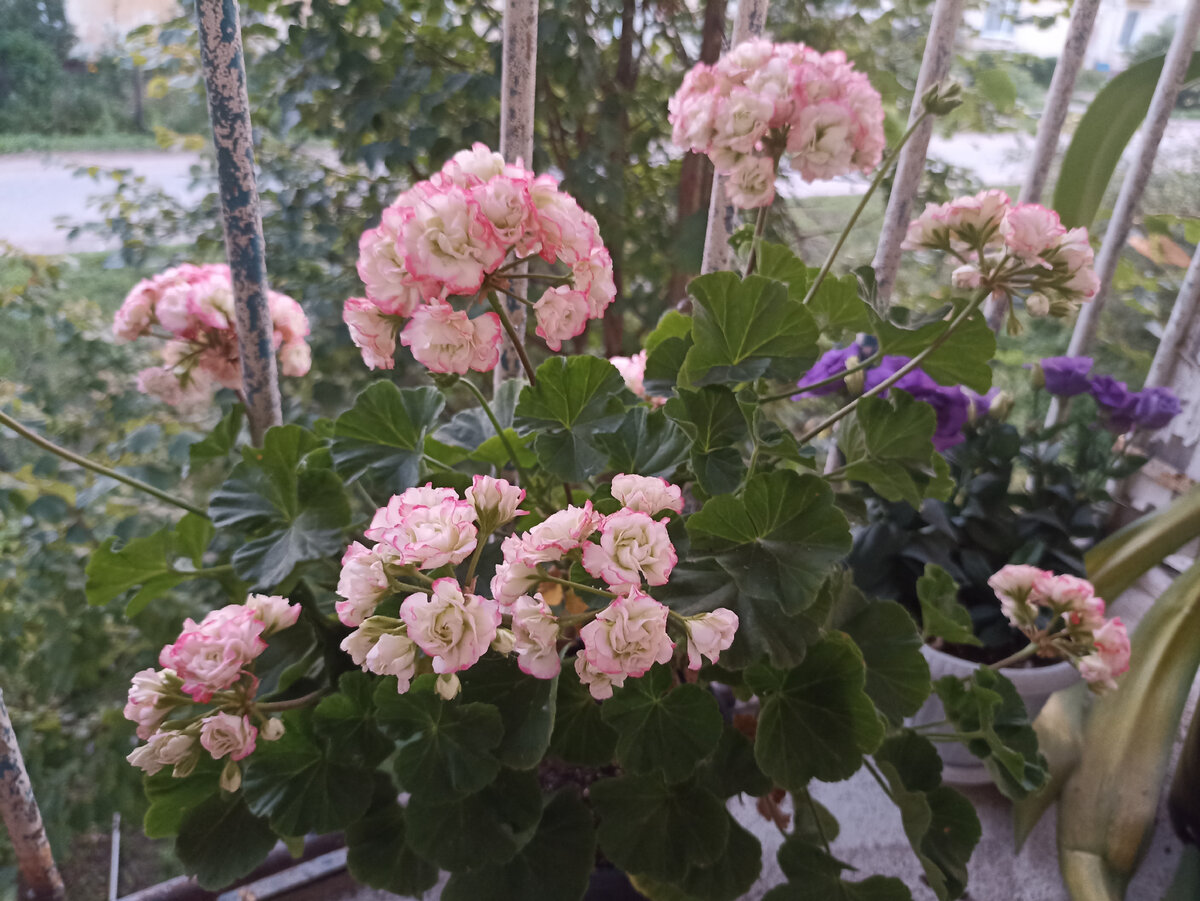 Пеларгония 'Appleblossom Rosebud' (зональная, розебудная) показала красивое цветение только на второй год. В первый - выдала что-то невразумительное с чистейше-белыми лепестками. Я даже успела расстроиться "пересорту"
