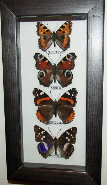 Коллекция бабочек "Нимфалид". Обитают в России практически везде.