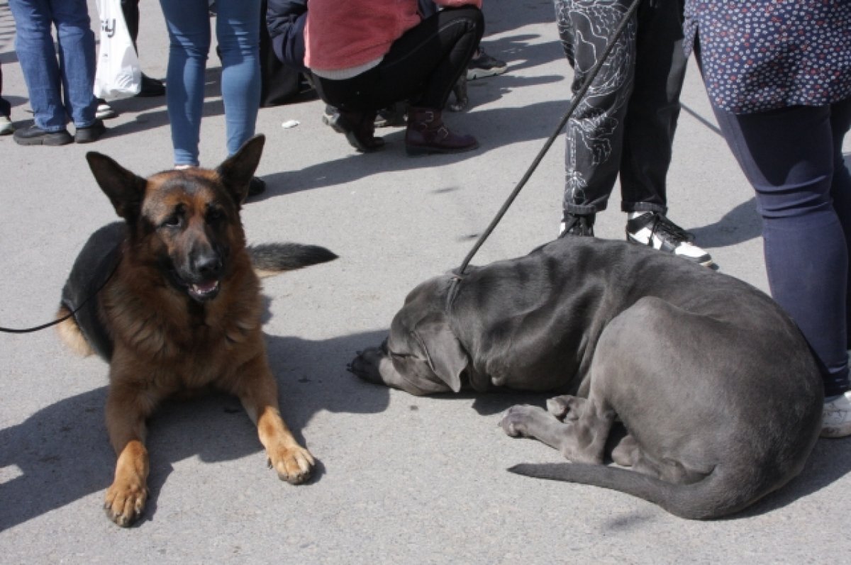   «Бил её ногами и молотком для мяса»: кинолог ответит за жестокое обращение